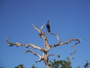 DSCF2633