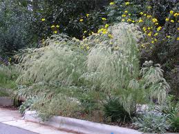 This homeowner understands the beauty of Dog Fennel. Unfortunately, this is not my yard. 
