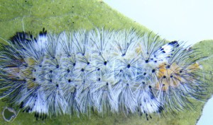 The caterpillar is quite harmless.