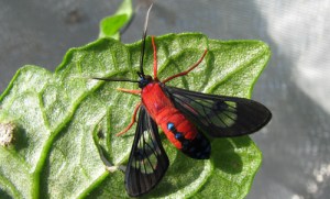 Be on the lookout for this beauty if you live in Florida, along the Gulf Coast or in coastal Georgia or South Carolina.