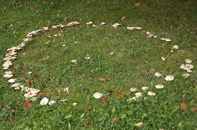 fairy ring