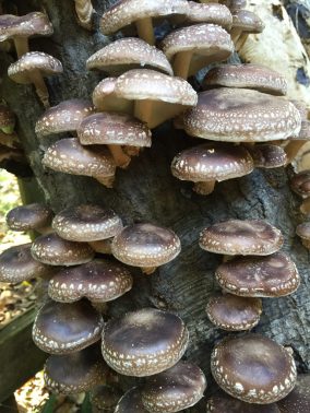 Shiitakes-Stephen-Hight-768x1024